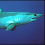 Mako shark N-1789